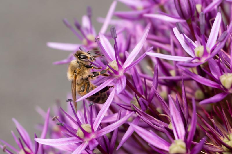 insectvriendelijke-tuin